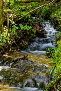 Güzel orman akarsu, hızlı su akışı