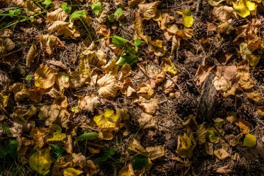 Düşen yapraklar ile arazinin arka plan