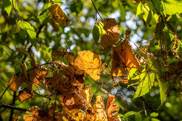 Падшие Сухие Листья Застряли Ветках Паутине Красивый Природный Фон — стоковое фото