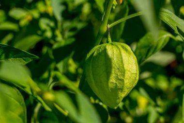 Yeşil Physalis bahçede büyüyen