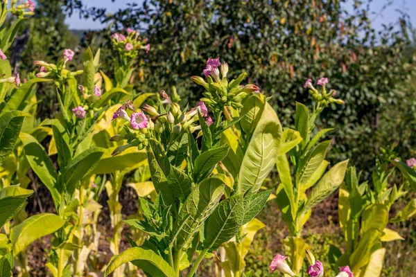 The flowering of tobacco in the garden in the summer in August