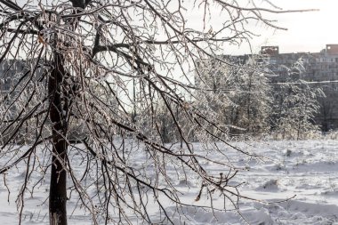 Frost ile kışın buz topakları etkileri kaplı ağaçlar