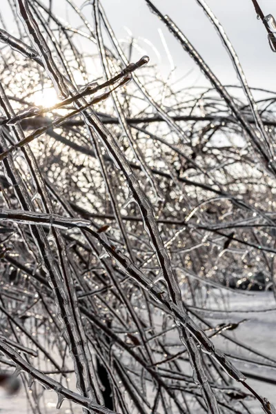 Деревья Покрытые Морозом Зимой Последствия Ледяных Гранул — стоковое фото