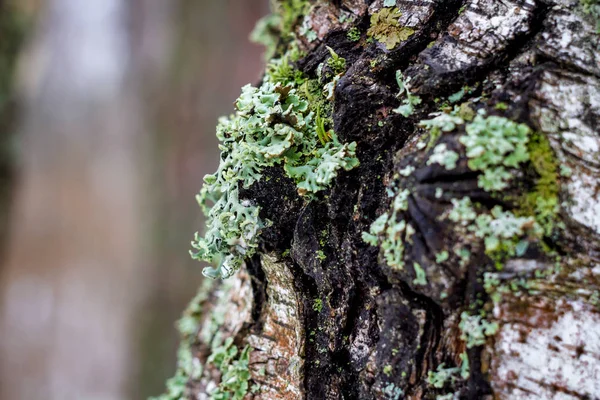 Huş kabuğu yeşil yosun closeup ile kaplı