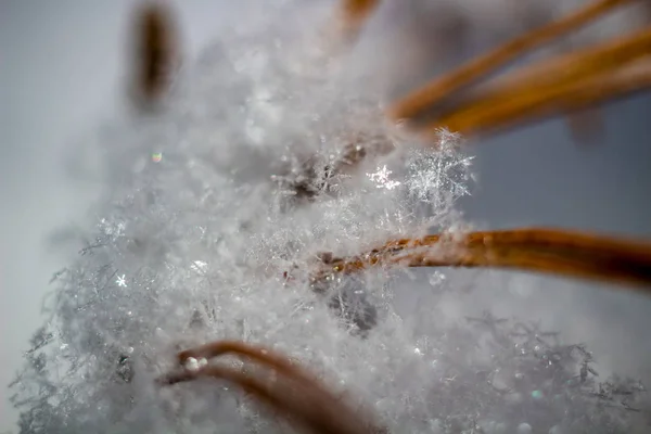 Flocos Neve Brancos Natureza Closeup — Fotografia de Stock