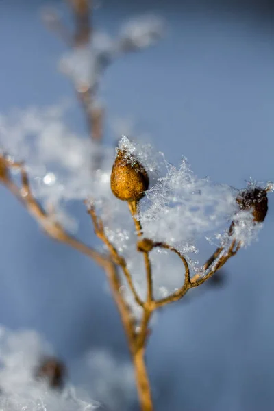 Flocons Neige Blancs Dans Nature Gros Plan — Photo