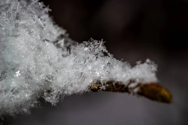 白色雪花在自然特写镜头 — 图库照片