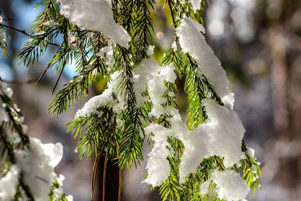 Όμορφα Κλαδιά Κωνοφόρα Χειμώνα Μια Φωτεινή Ηλιόλουστη Ημέρα Χιόνι Στα — Φωτογραφία Αρχείου
