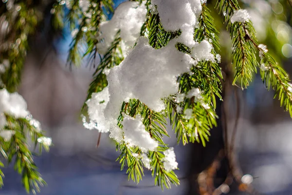 Schöne Nadelzweige Winter Einem Strahlend Sonnigen Tag Schnee Auf Den — Stockfoto