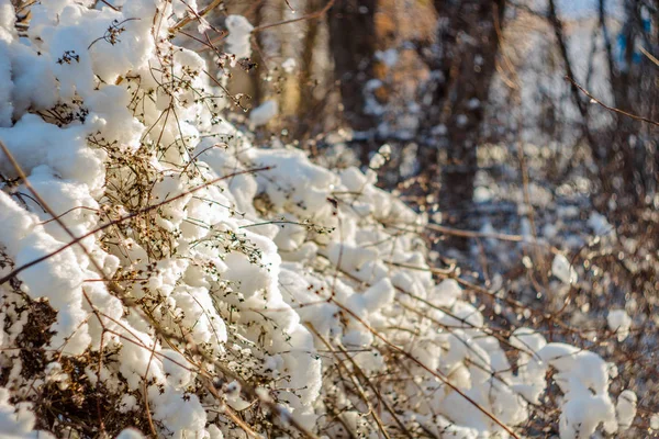 Kar Ile Sonra Kar Yağışı Çığ Gibi Çalılar — Stok fotoğraf