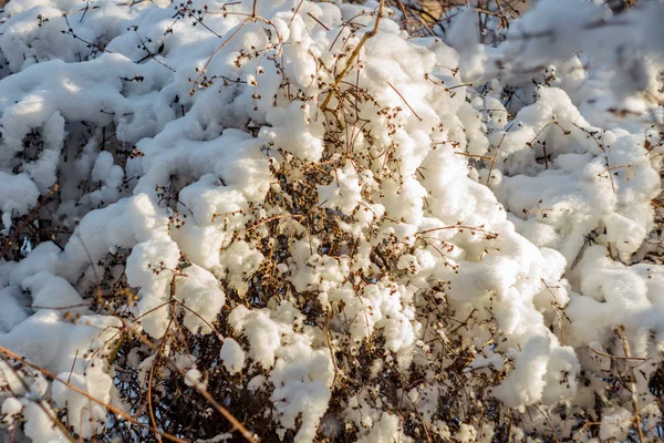 Sträucher Nach Schneefall Mit Schnee Übersät — Stockfoto
