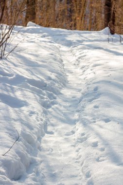 Ormana, kış manzara karda iz