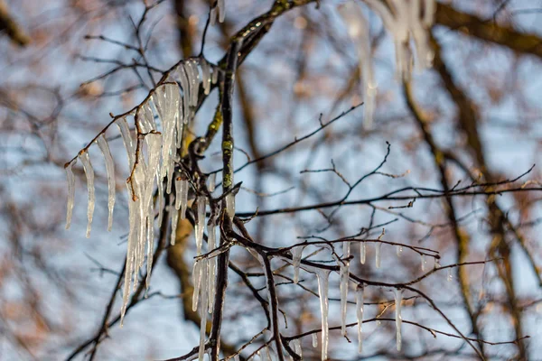 Long Icicles Branches Tree Ice Pellets — Stock Photo, Image