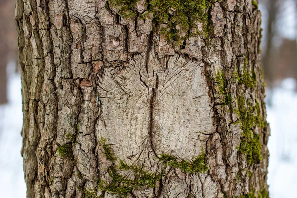Die Beschaffenheit Der Rinde Baum Ähnelt Dem Auge — Stockfoto