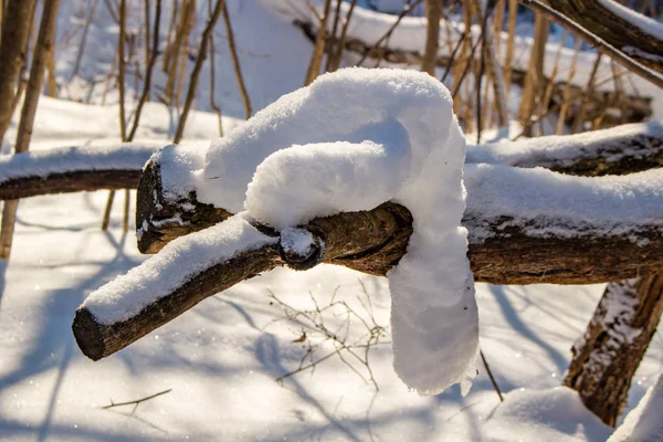 Χιονισμένο Δάσος Μια Ηλιόλουστη Χειμωνιάτικη Ημέρα Χιόνι Κρέμονται Από Κλαδιά — Φωτογραφία Αρχείου