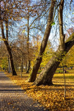 Parkta yaşlı ıhlamur ağaçları, altın sonbahar, güzel manzara arasında yürüyüş yolu
