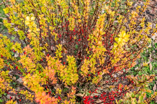 Kızamık Bush Ile Kırmızı Meyveler — Stok fotoğraf