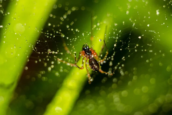 Kleine Spin Een Web Met Water Druppels Een Groene Achtergrond — Stockfoto