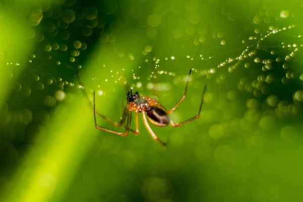Liten Spindel Spindelväv Med Vatten Droppat Grön Bakgrunden — Stockfoto