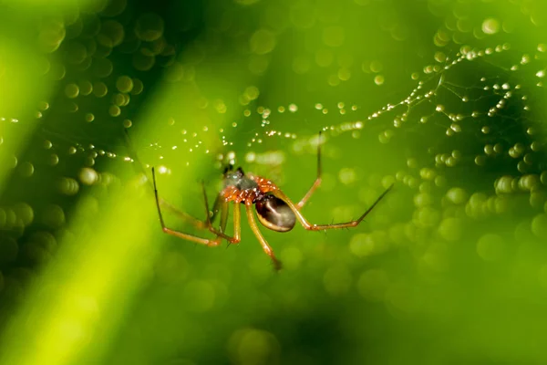Liten Spindel Spindelväv Med Vatten Droppat Grön Bakgrunden — Stockfoto