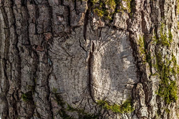 Defekt Einer Baumrinde Form Eines Auges — Stockfoto