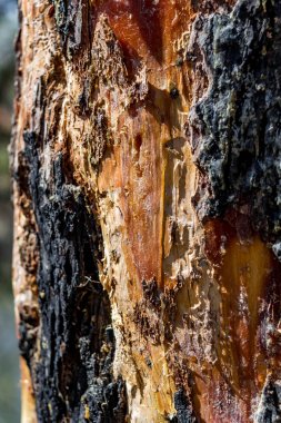 Hasarlı çam kabuğu, koruma için reçine çıkarma