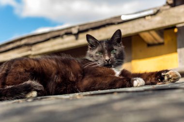 Siyah sokak kedisi ilkbaharda güneşin altında çatıda basks