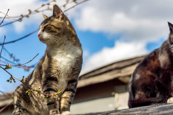 Kočky Jaře Vyhříjí Střeše Slunci — Stock fotografie