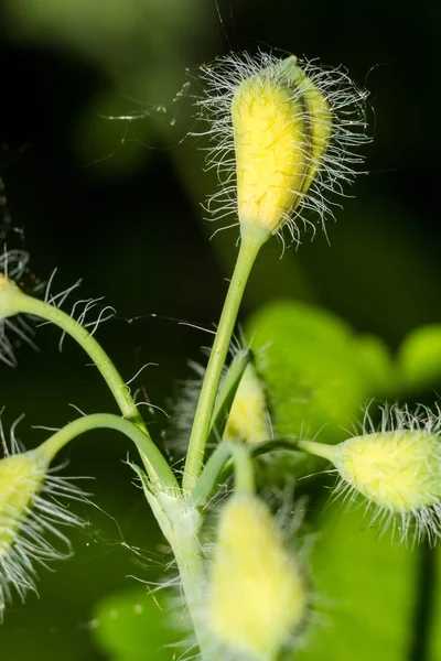 Plantas Cogollos Chelidonium Majus Comúnmente Conocido Como Celidonia Mayor Nipplewort — Foto de Stock