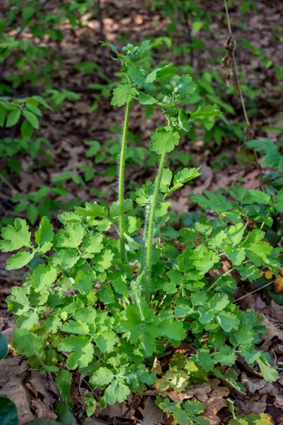 Algemene Weergave Van Plant Chelidonium Majus Algemeen Bekend Als Grotere — Stockfoto