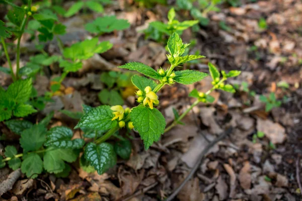 Gele Plant Lamium Galeobdolon Algemeen Bekend Als Gele Aartsengel Artillerieplant — Stockfoto