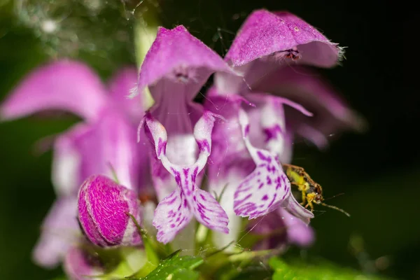 Flores Púrpuras Planta Lamium Maculatum También Conocida Como Ortiga Muerta — Foto de Stock