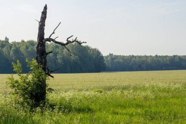 Vahşi yeşil bir alanın arka planında kırık huş ağacı