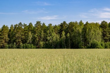 Ekilen bir alan, orman ve mavi gökyüzü ile Peyzaj