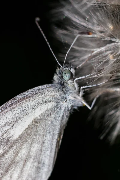 タンポポのクローズアップに木製の白い蝶 レプトアイディアシナピス — ストック写真