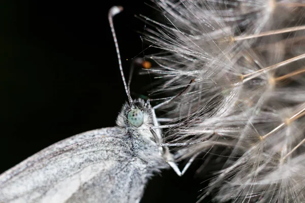 Mariposa Blanca Madera Leptidea Sinapis Primer Plano Diente León — Foto de Stock