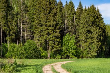 Bir tarım alanı ve orman sınırında kırsal toprak yol