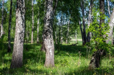 Bahar güneşi ile aydınlatılmış güzel huş ağacı korusu, Luzhki antik köyünün toprakları. Obninsk, Rusya Federasyonu