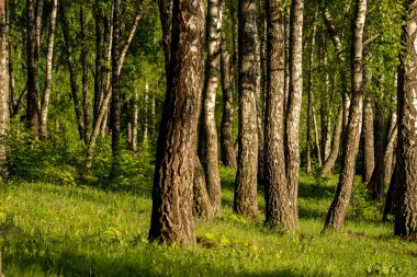 Güneş ışığıyla aydınlatılan güzel huş ağacı korusu