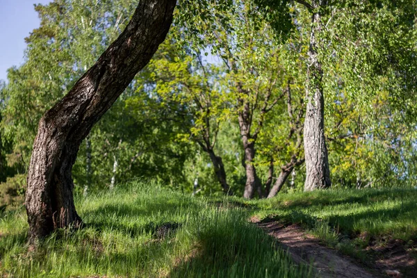Meşe ve huş ağacı ile güzel hillock, yeşil manzara