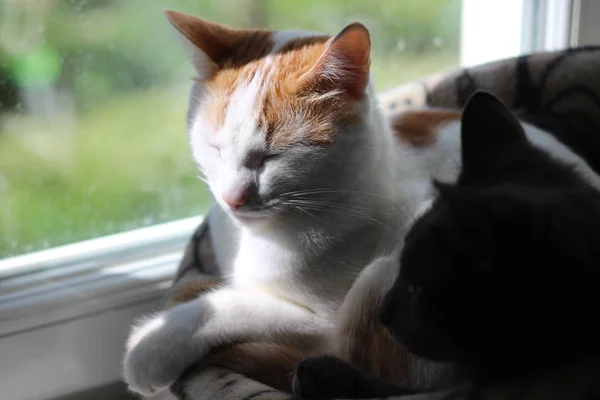 White-red kitty basking in the sun on the window