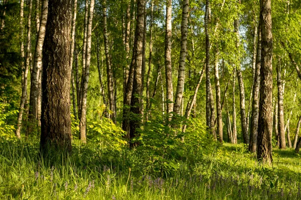 Beautiful Birch Grove Illuminated Sunlight — Stock Photo, Image