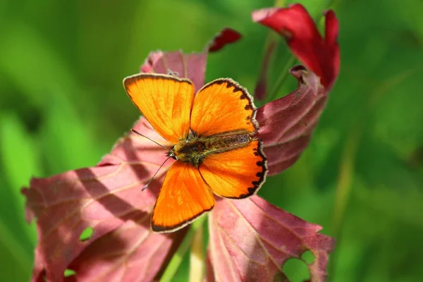 Bright Orange Butterfly Scarce Copper Lycaena Virgaureae Family Lycaenidae Мужской — стоковое фото