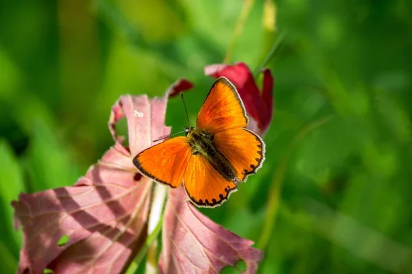 Mariposa Naranja Brillante Cobre Escaso Lycaena Virgaureae Familia Lycaenidae Hombre — Foto de Stock