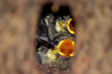 Kömür metüdü civciv (Periparus ater) içi boş çığlık