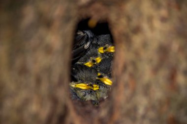 Kömür meyyeti civciv (Periparus ater) bir ağacın oyuk içinde oturup