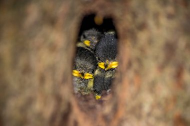Kömür meyyeti civciv (Periparus ater) bir ağacın oyuk içinde oturup