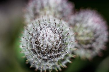 Yünlü burdock (Arctium tomentosum) makro çiçeklenmeleri