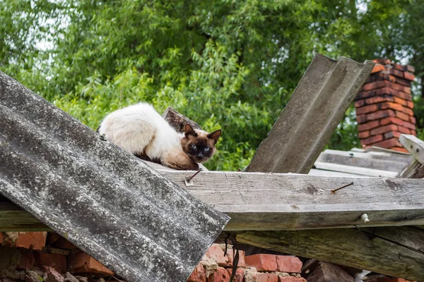 Assustado Gato Siamês Sentado Telhado — Fotografia de Stock