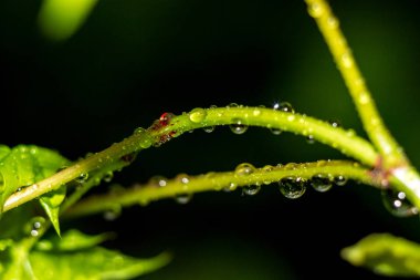Yağmurdan sonra bitkinin kökü üzerinde güzel damla